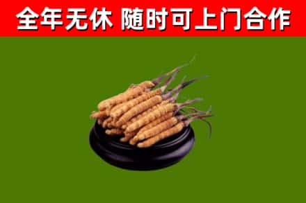 泰顺县回收冬虫夏草